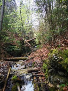 Potok i powalone drzewa w dolinie w Słowackim Raju