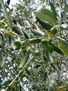 Oliwkowe drzewo