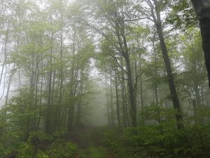 mgła, chmury, szlak w Beskidzie Niskim
