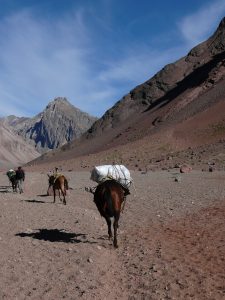Argentyna, Aconcagua, muły