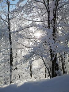 las, zima, śnieg, szlak na Szyndzielnię