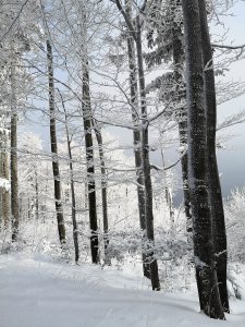 las, zima, śnieg, Błatnia