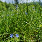 niebieskie kwiatki, łąka, Beskid Sądecki