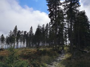 Rezerwat Romanka, las, góry, Beskid Żywiecki