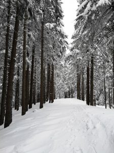 las, zima, śnieg