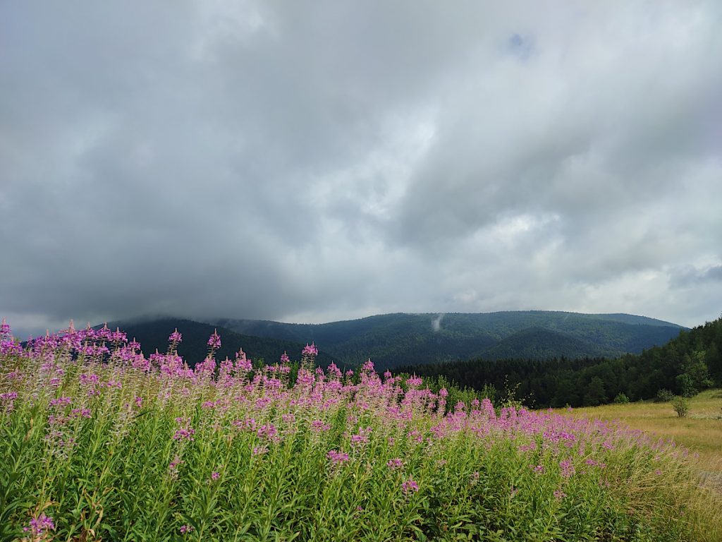 Łopień, kiprzyca, Beskid Wyspowy