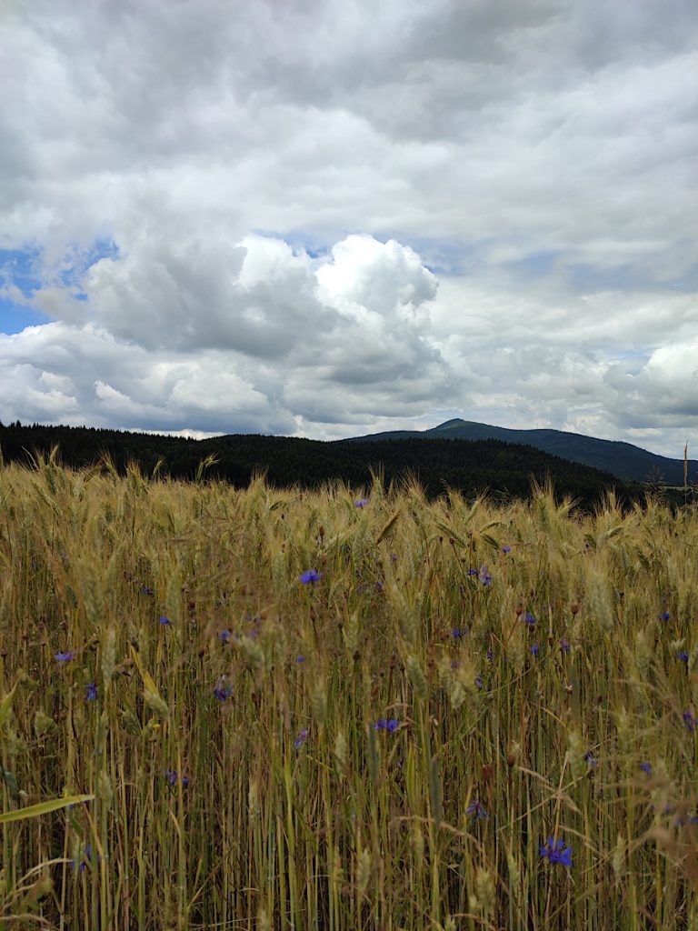 Polana, zboże, Mogielica, Beskid Wyspowy