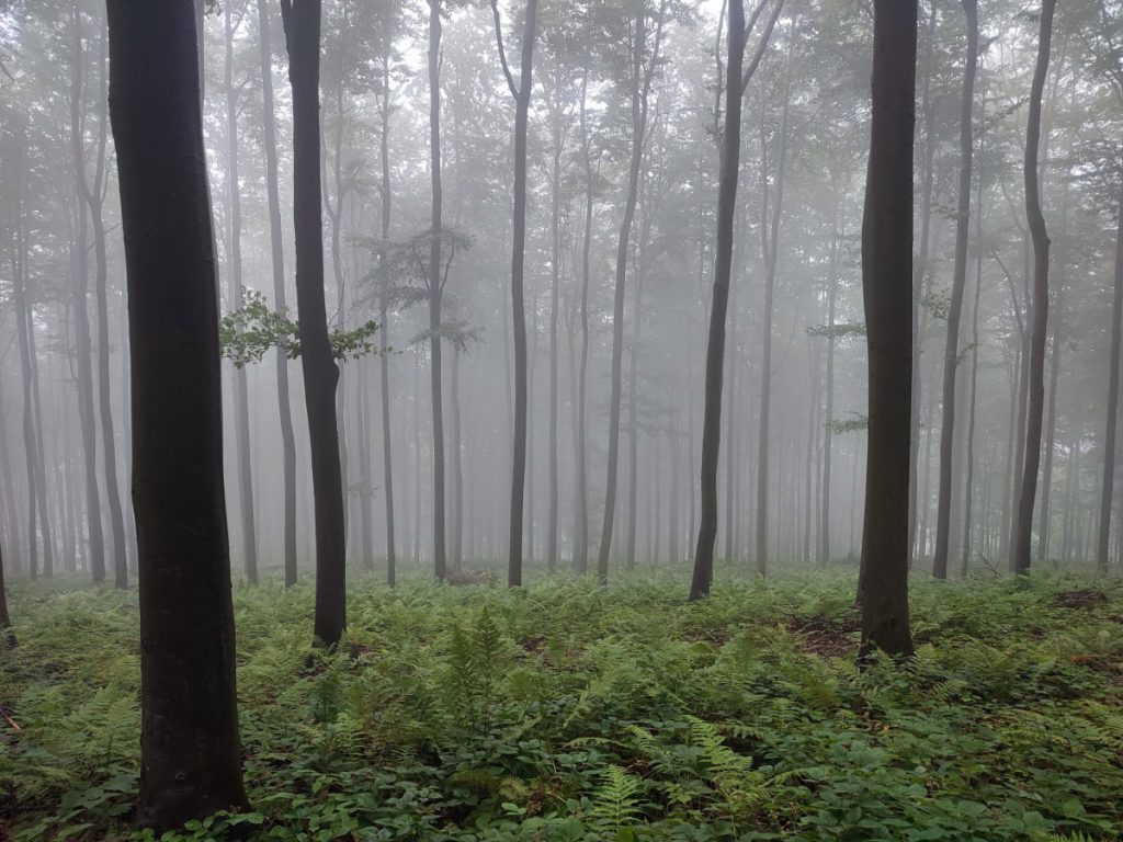 Las, paprocie, mgła, Beskid Wyspowy