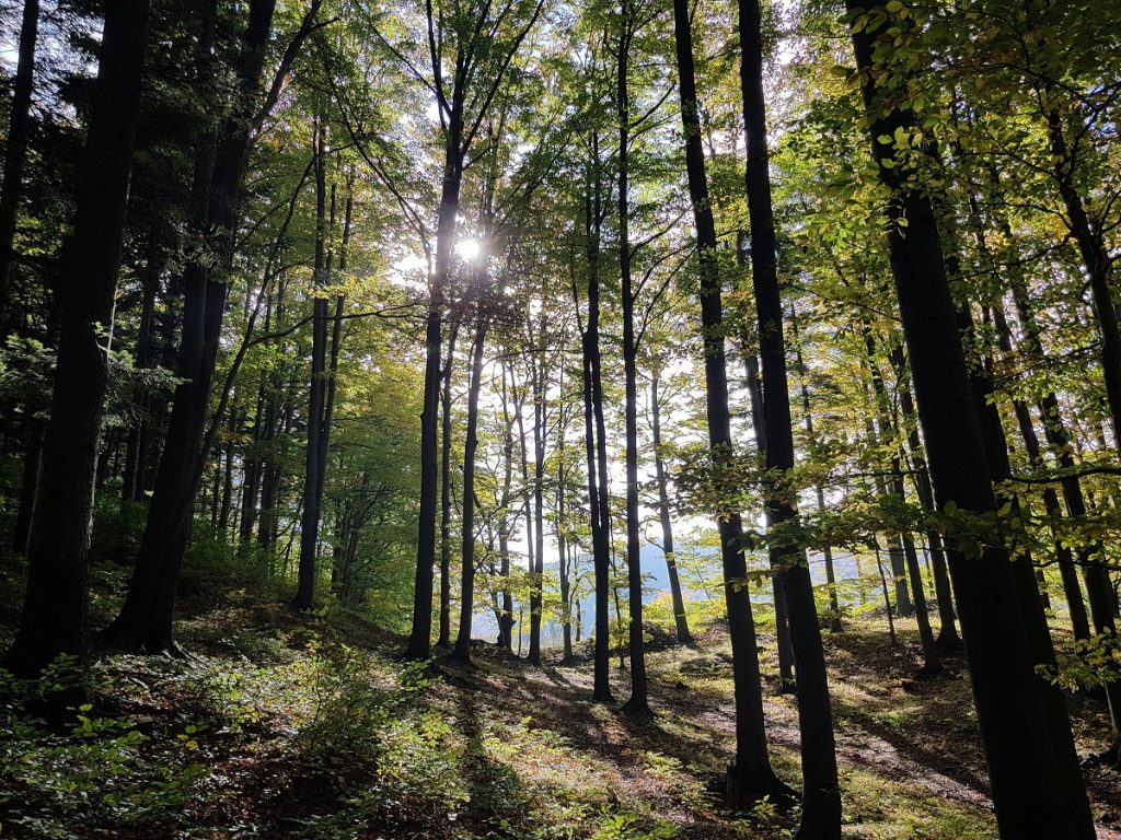 las, drzewa, słońce
